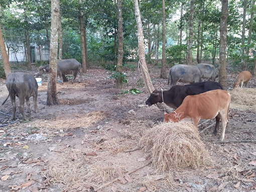 Ổ nhóm chuyên "dắt" trâu bò nhập lậu từ Campuchia về Việt Nam