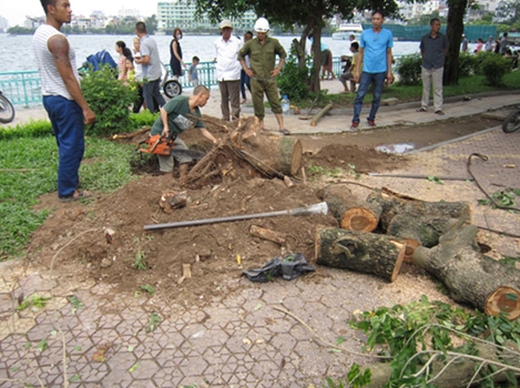 Một cây gỗ sưa trên đường Thanh Niên bị cưa trộm