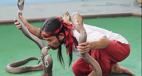 Những “địa chỉ” nổi danh với nghề nuôi rắn độc