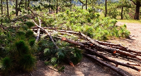 Một kiểu hủy hoại rừng thông Đà Lạt