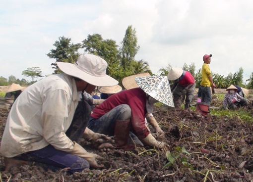 Khoai lang miền Tây mất mùa lại rớt giá