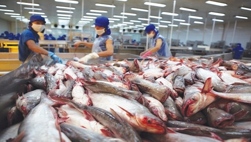 Việt Nam chịu mức thuế xuất khẩu cá tra vào Mỹ ở mức cao kỷ lục