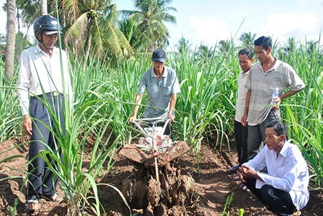 Bấp bênh cây mía cù lao