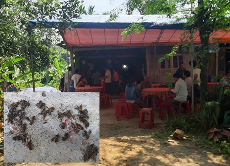Chủ tịch Hội chữ thập đỏ xã bị ong đốt tử vong