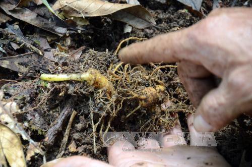 Dự án Sâm Ngọc Linh có nhiều sai sót