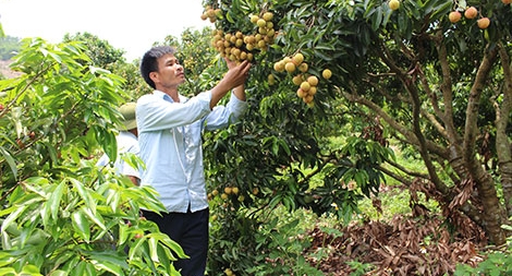 Vải thiều “vượt vũ môn”