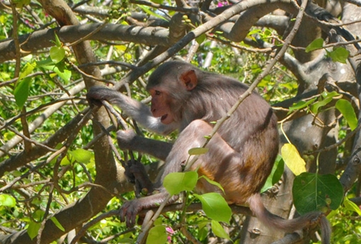 Cần bảo vệ loài khỉ trên bán đảo Sơn Trà