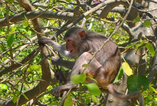 Bảo vệ loài khỉ: Khỉ là một loài động vật vô giá trị và cần phải được bảo vệ. Hãy xem ảnh và đọc thông tin về các chương trình bảo vệ loài khỉ để hiểu thêm về vấn đề này. Hãy cùng nhau bảo vệ sự sống của loài khỉ, một phần của hệ thống sinh thái của chúng ta.