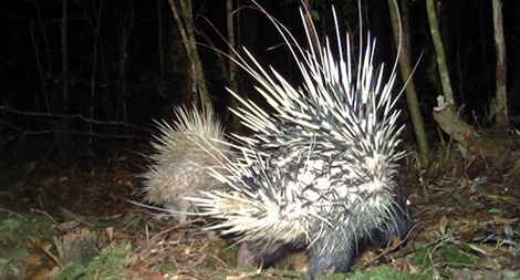 Phát hiện nhiều động vật quý hiếm tại Vườn Quốc gia Bidoup - Núi Bà