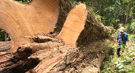Rừng gỗ giáng Hương cổ thụ ở Kbang tiếp tục bị cưa hạ trái phép