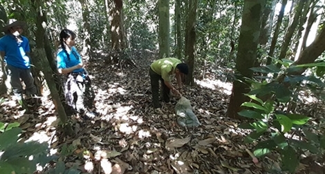 Thả khỉ đuôi lợn và trăn gấm quý hiếm về rừng tự nhiên