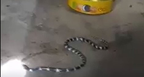 Phát hiện rắn cạp nia dài 1m trong nhà vệ sinh