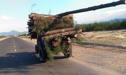 Hợp tác xã đốn hạ trái phép rừng phòng hộ ven biển  