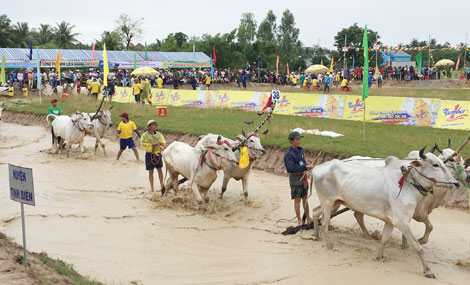 Tưng bừng Hội Đua bò Bảy Núi lần thứ 24