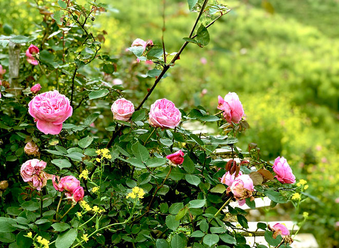 Thung lũng hoa hồng đẹp ngất ngây tại Sun World Fansipan Legend ...