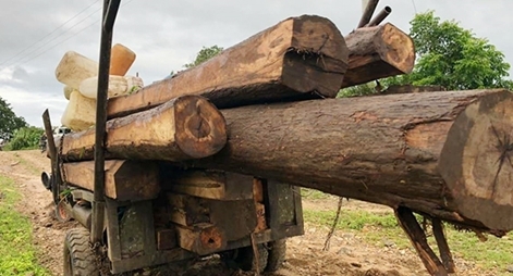 Phát hiện hàng chục cây gỗ bị cưa hạ trái phép tại rừng phòng hộ