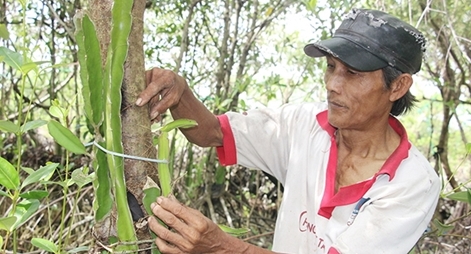 Nông dân sản xuất “thuận thiên”, thu lợi nhuận cao