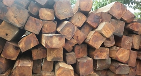 Truy tìm chủ sở hữu gỗ nhập khẩu từ châu Phi