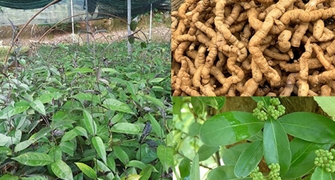 Hiệu quả kinh tế từ việc nghiên cứu chế tạo thực phẩm chức năng nano ba kích