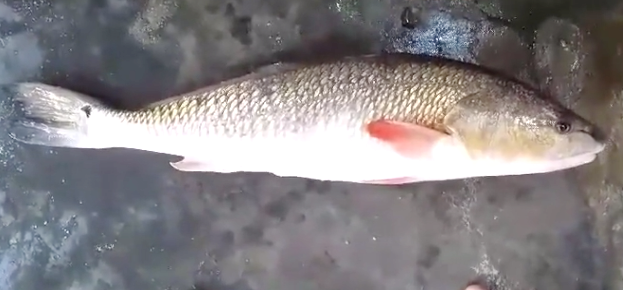 Ngư dân ở Khánh Hoà bắt được con cá nghi là sủ vàng