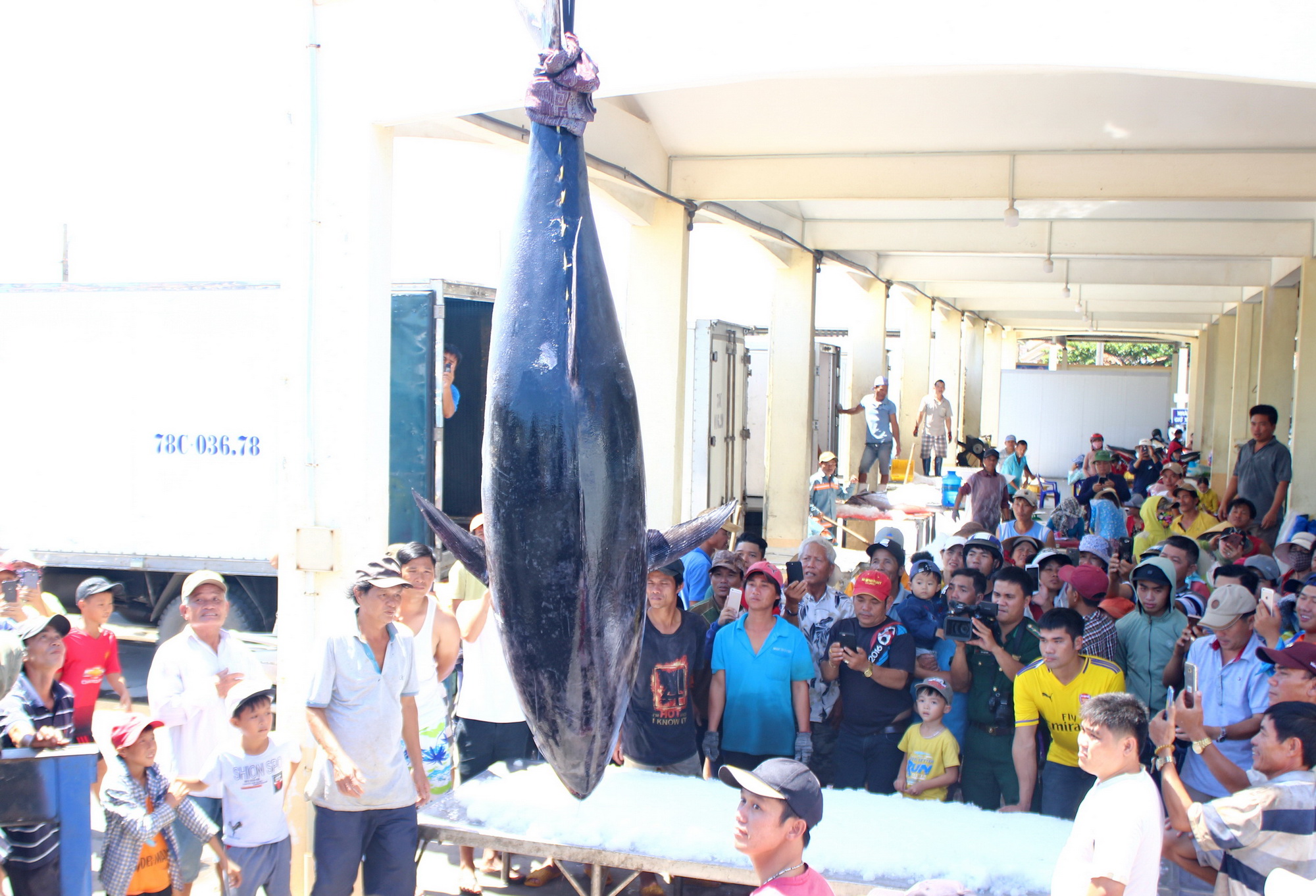 Ngư dân Phú Yên câu được cá ngừ đại dương “khổng lồ” chưa từng có