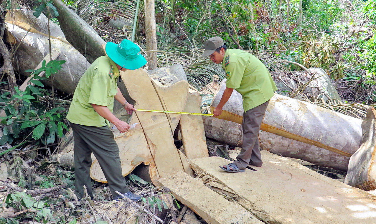 Phát hiện một vụ đốn hạ cây rừng ở Phú Yên