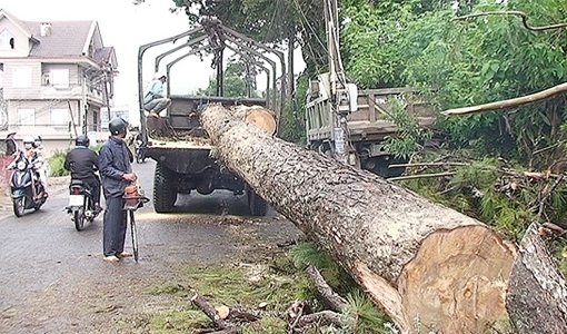 Ảnh hưởng mưa bão, nhiều cây gãy đổ, giao thông ách tắc cục bộ