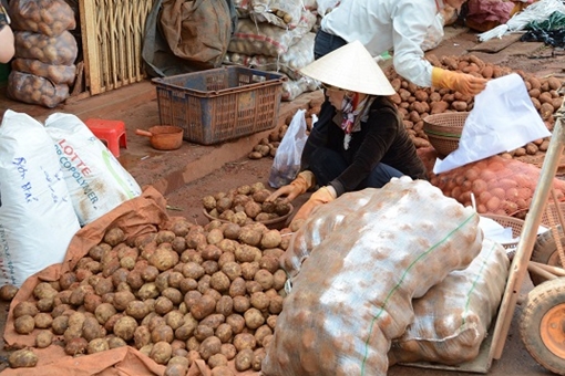 Liên tiếp phát hiện khoai tây Trung Quốc giả Đà Lạt bán đại hạ giá