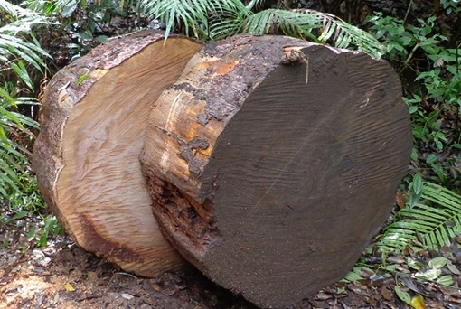 Khởi tố vụ cưa trộm cây thông quý hiếm đường kính 1,1m 