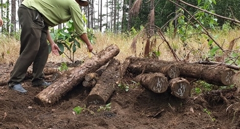 Phát hiện hàng trăm lóng gỗ bị chôn dưới lòng đất ở Lâm Đồng
