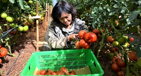 Gần 800.000 tấn rau Đà Lạt phục vụ thị trường Tết