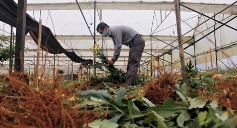 Tìm cách “giải cứu” 20 triệu cành hoa thị trường Tết Đoan ngọ