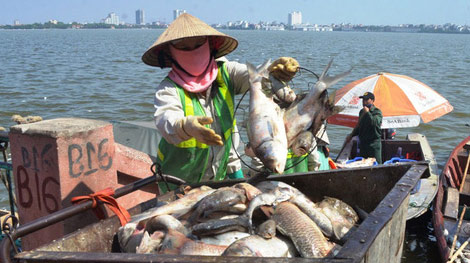 Sẽ công bố nguyên nhân cá chết ở Hồ Tây khi có kết quả điều tra