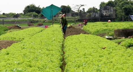 Nông dân lao đao vì rau sạch rớt giá
