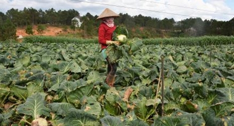 Nông dân Đà Lạt “chết đứng” vì rau bán không ai mua