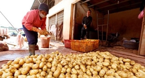Chợ nông sản Đà Lạt vẫn tràn ngập khoai tây Trung Quốc
