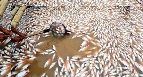 Phó Thủ tướng yêu cầu xác định nguyên nhân cá chết trên sông La Ngà