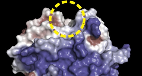 Vi khuẩn lạ và cuộc chạy đua cứu hành tinh khỏi rác thải nhựa