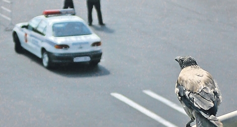 Những loài động vật từng được sử dụng vào hoạt động tình báo