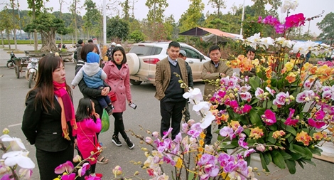 Thị trường hoa, cây cảnh Tết vắng bóng hàng ngoại nhập