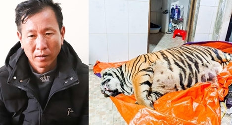 Cá thể hổ 250kg bị giấu trong khu vệ sinh