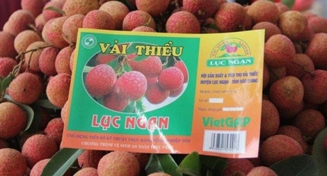 Đẩy mạnh bán vải thiều online tại thị trường nội địa