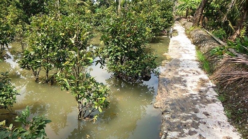 Hàng chục hộ trồng mai lao đao vì bờ bao bị vỡ