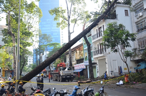 Mưa to gió lớn, đường ngập, cây xanh gãy đổ