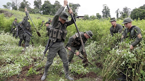 Guatemala triệt phá cánh đồng thuốc phiện trị giá gần 1 tỷ USD