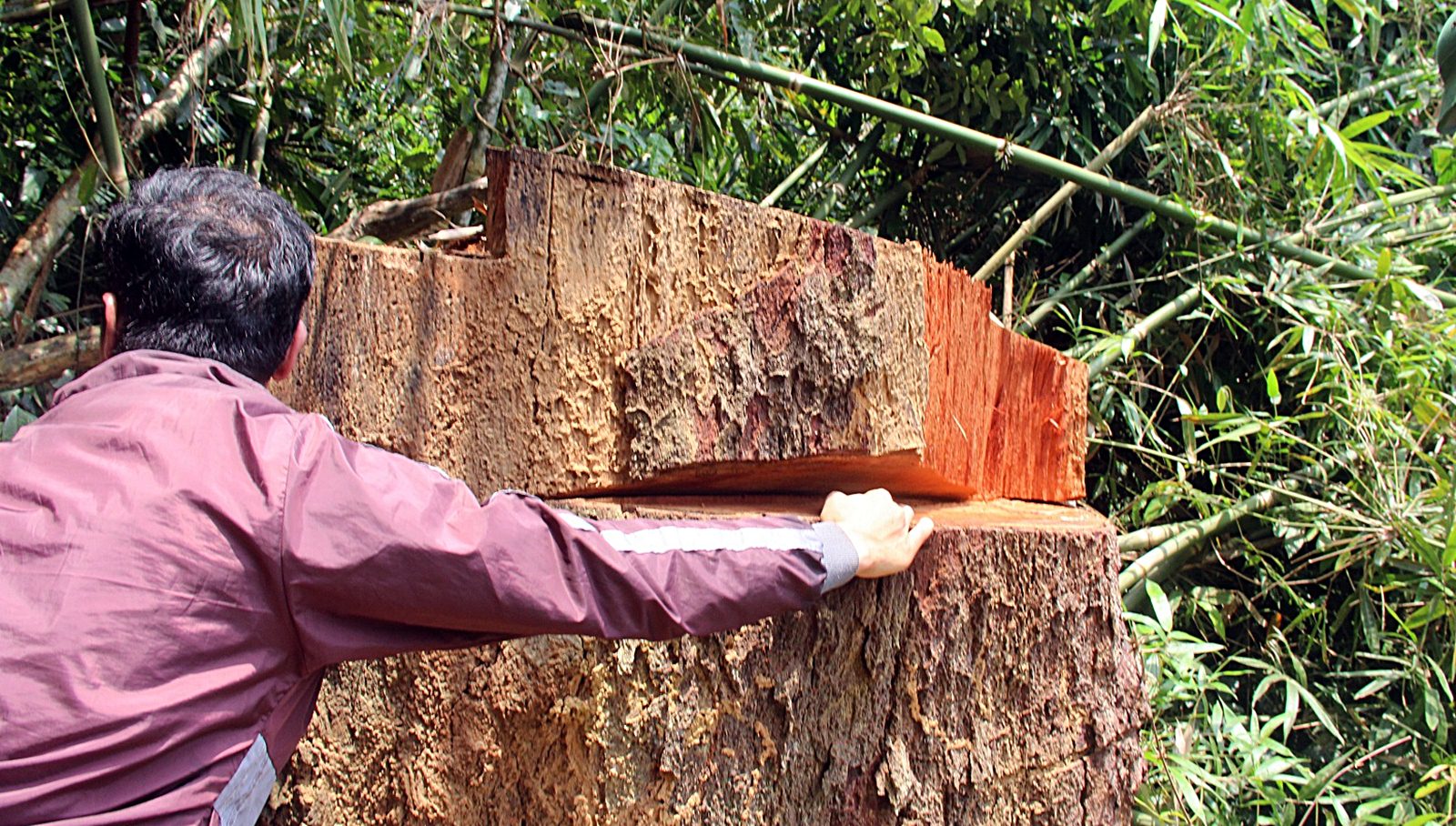 Vụ phá rừng tại Quảng Nam: Đình chỉ công tác hàng loạt cán bộ kiểm lâm