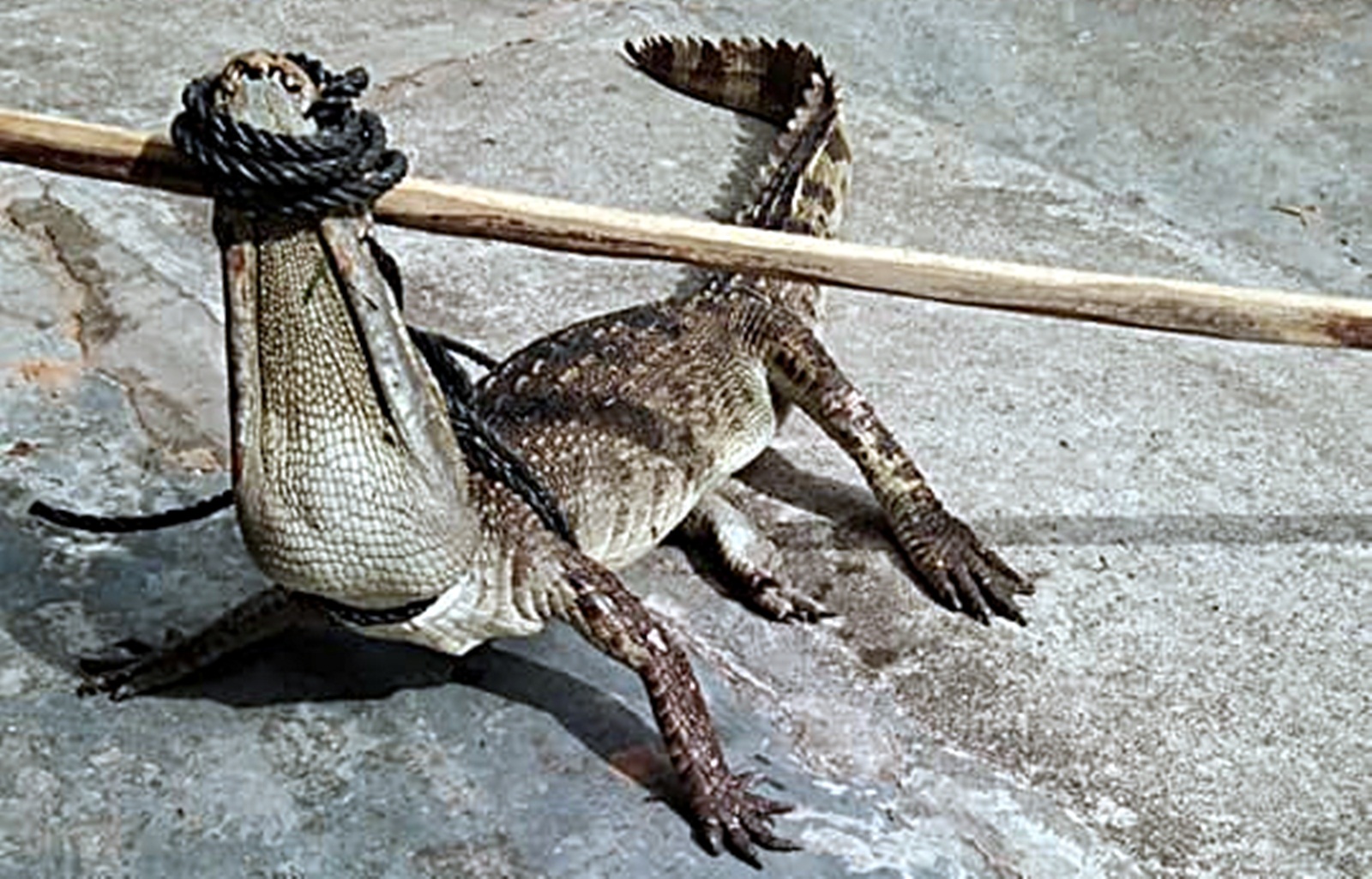 Cá sấu sổng chuồng bơi ra mương