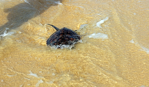 Thả rùa nằm trong sách đỏ nặng 5kg về biển