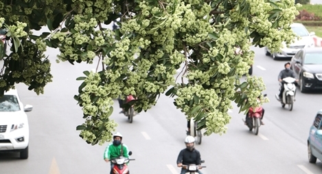 Hoa sữa Hà Nội giữa hai luồng "yêu - ghét"