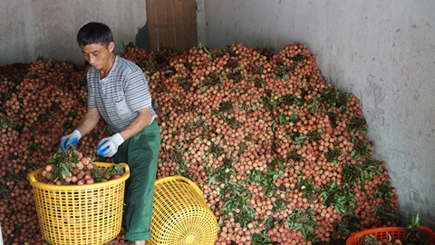 Nông dân Hải Dương tất bật trong mùa vải